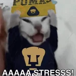 Pumas ✨⚽️💙🤎