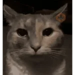 Gatos y tal