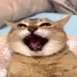 Gatos y tal