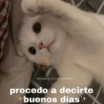 💬Gatos con Frases 🪂💬