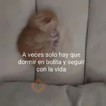 💬Gatos con Frases 🪂💬