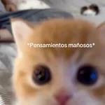 💬Gatos con Frases 🪂💬