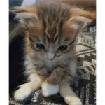 Gatos