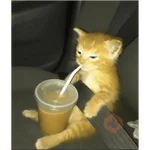 Gatos