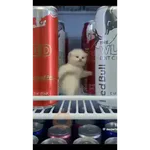 GATOS BAILANDO