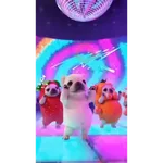 GATOS BAILANDO