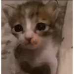 gatos maloqueiros