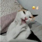 gatos maloqueiros