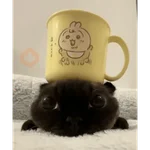 Gatos 58