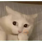 Gatos 58