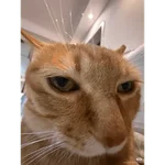 Gatos 58