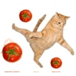 GATOS TOMATE