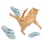 GATOS TOMATE