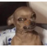 risaMEME