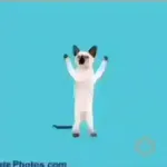 gatos bailando