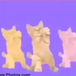 gatos bailando