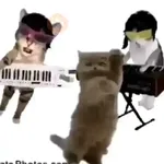 gatos bailando