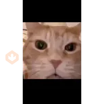 gato bailando