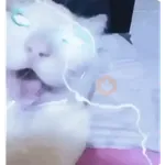 gato bailando