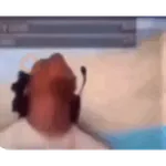 gato bailando