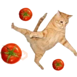 Tomate no gato 🍅