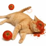 Tomate no gato 🍅