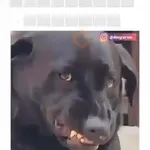 engraçados