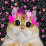 Gatos 💕