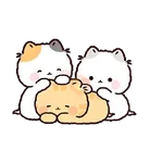 Gatos cute 😽 ฅ⁠^⁠•⁠ﻌ⁠•⁠^⁠ฅ