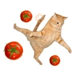 Tomates & Gatos 🍅