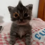 Gatos. | @illvocano  𝐇aki.