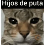 memes de gatos xd