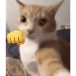 memes de gatos xd