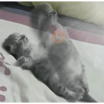 memes de gatos xd