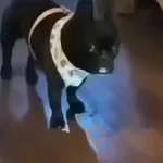 Perros y Gatos 🐶🐱