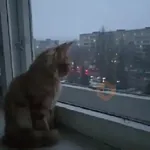 Perros y Gatos 🐶🐱