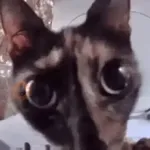 Perros y Gatos 🐶🐱