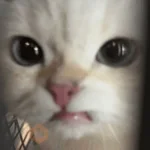 Gatos malvados