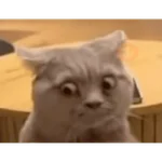 Gatos malvados