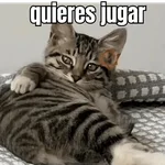 gatos