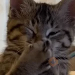 gatos