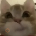 gatos