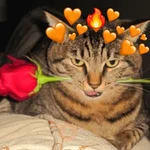 gatos