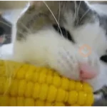 🐈‍⬛Gatos |Elote 🌽😻