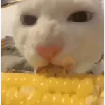 🐈‍⬛Gatos |Elote 🌽😻