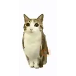 Gato Tomate meme
