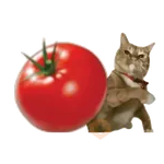 Gato Tomate meme