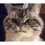 Gatos Enojados 2026 🐱😡
