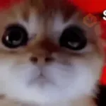 Gatos Enojados 2026 🐱😡