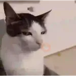 Gatos Enojados 2026 🐱😡